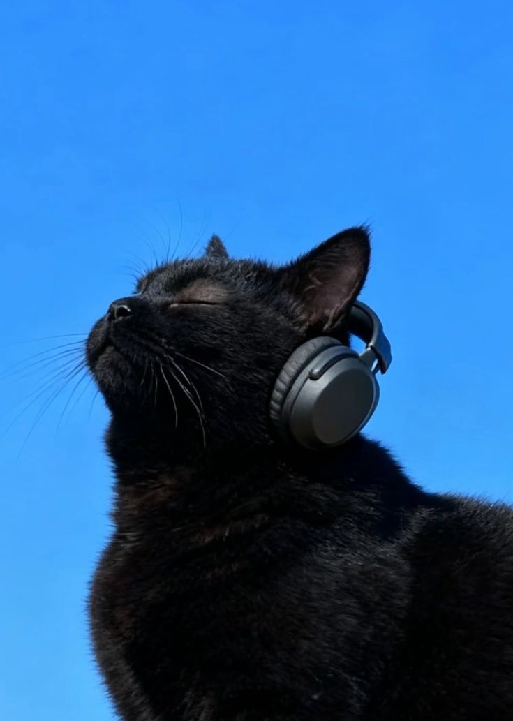 How Pet Parents Keep a Clean, Calm Home — Without Compromising on Living Well