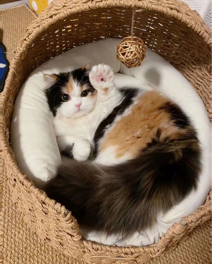 How to Choose the Right Scratcher for Your Cat — And Why Play Matters More Than You Think