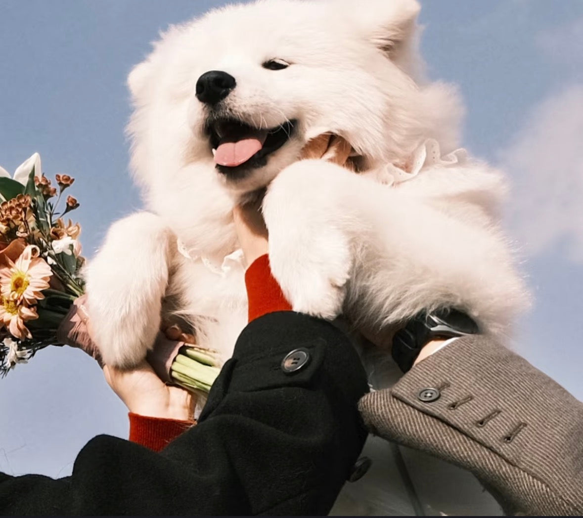 Understanding Dog Feeding Habits: A Thoughtful Guide for First-Time Dog Parents